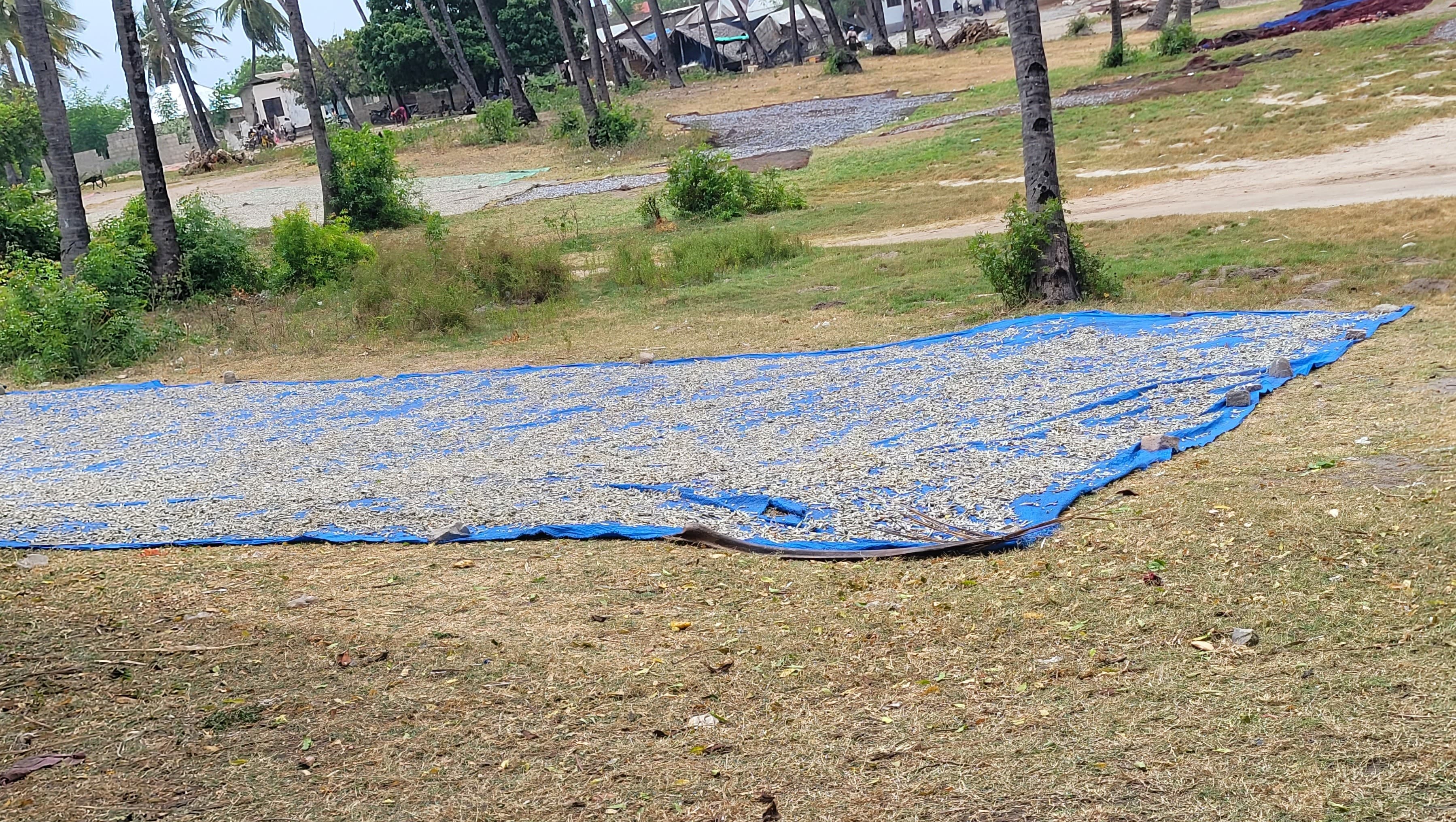 Weather-dependent traditional fish drying in Kasera, Tanga