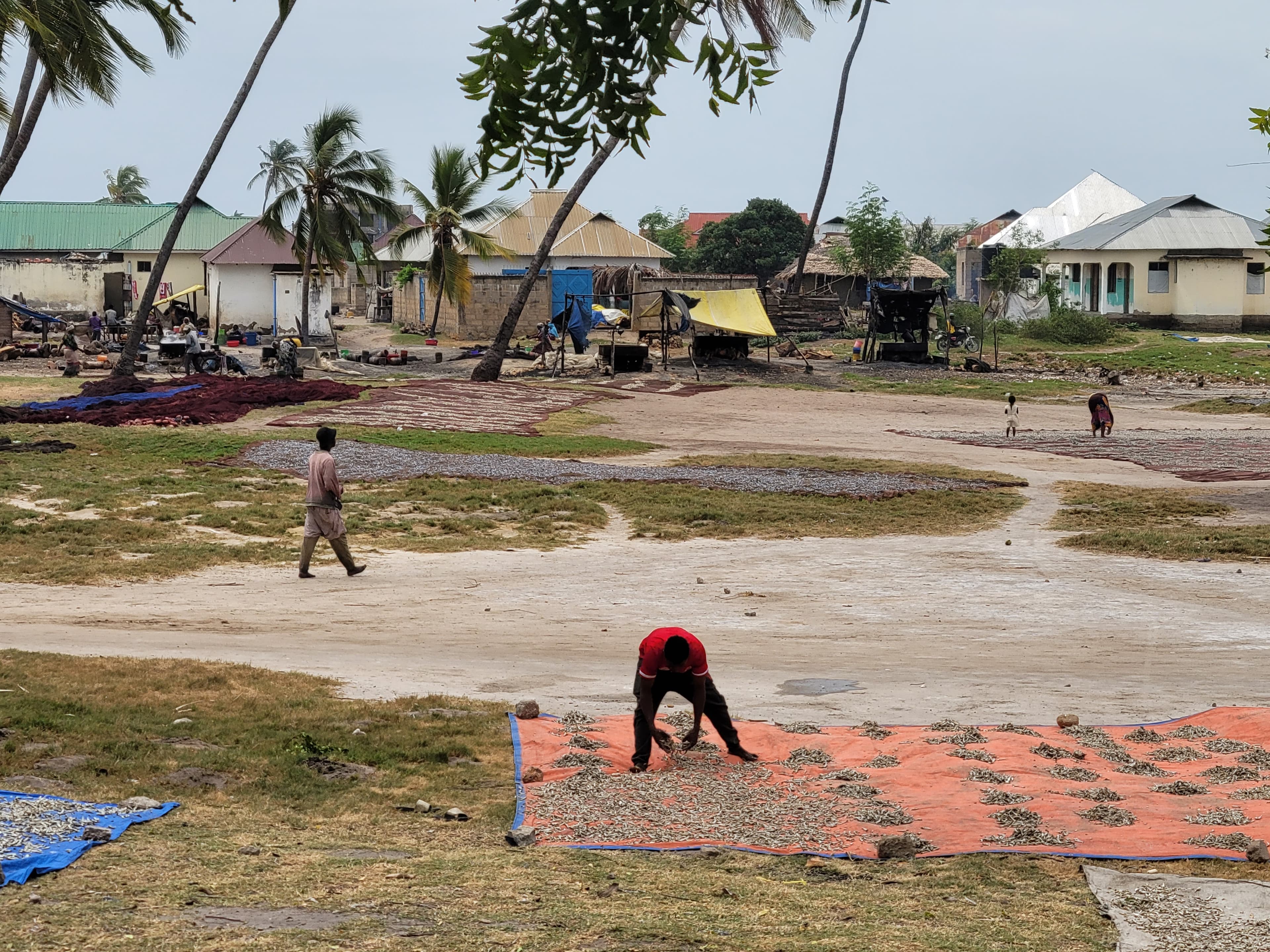 Fish laid on canvas on the ground in Kasera, Tanga