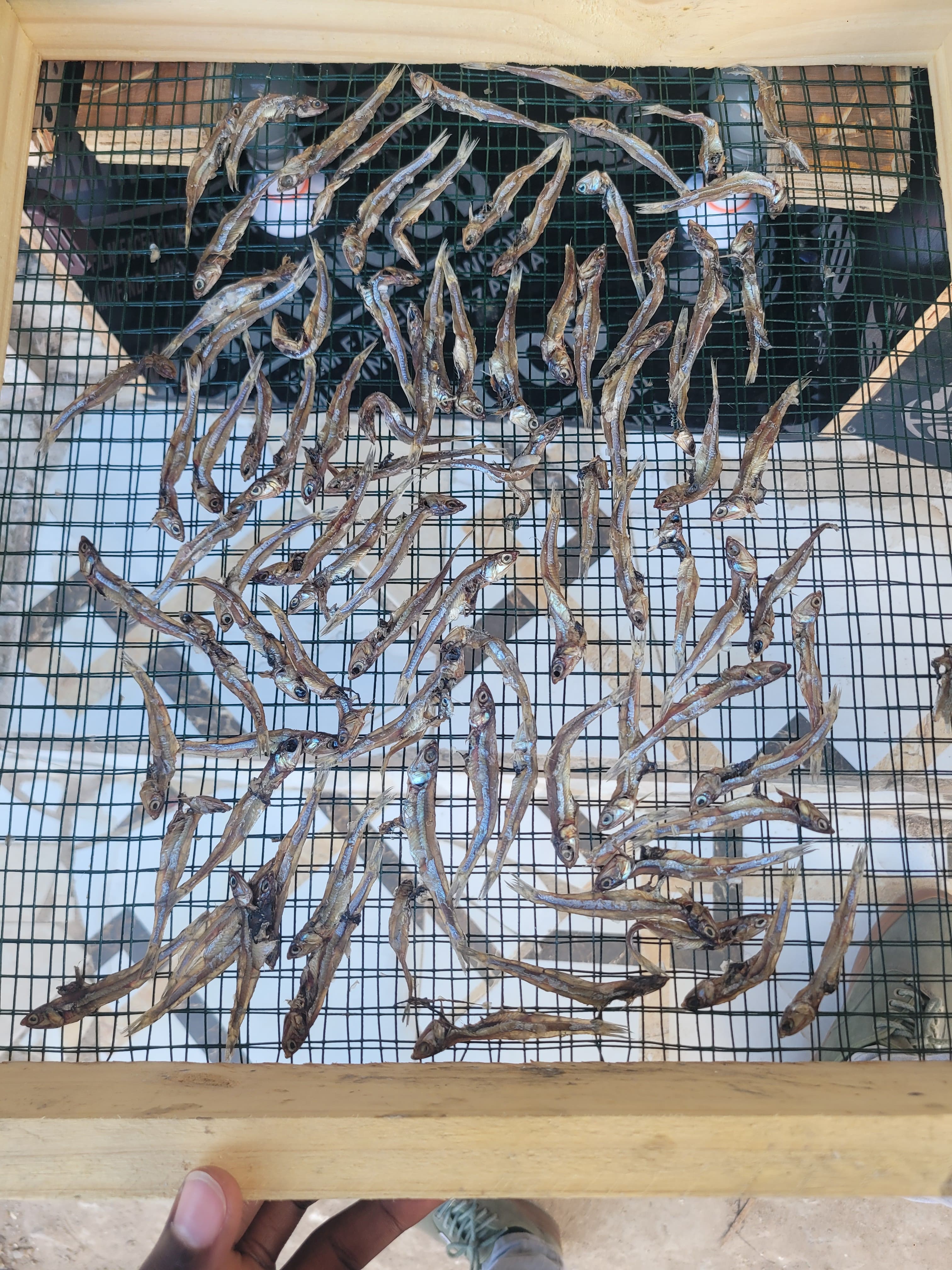 Two kilograms of fish dried in the Akoliam smart dryer